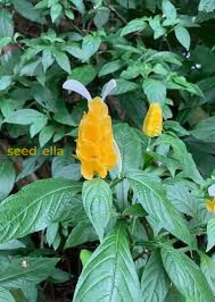 White Yellow Pachystachys For Stunning Landscapes - Seed Easy Planting Flower Seeds