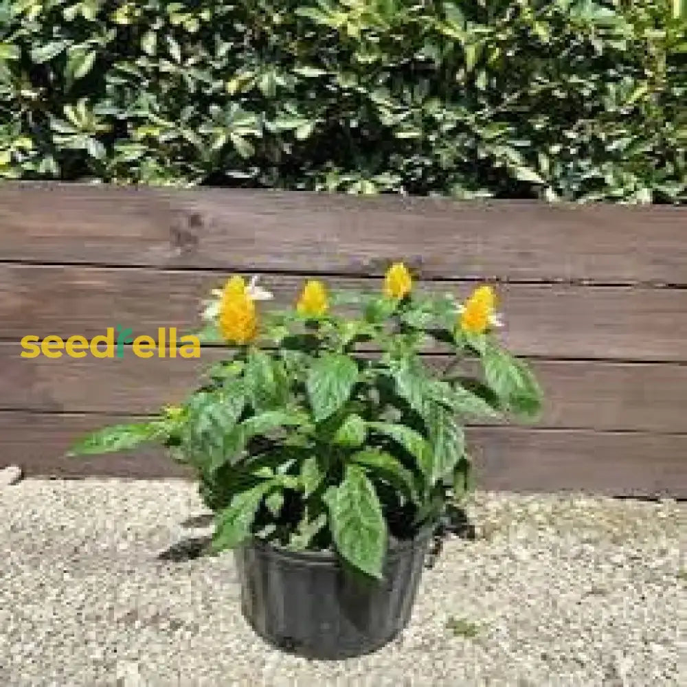 White Yellow Pachystachys For Stunning Landscapes - Seed Easy Planting Flower Seeds