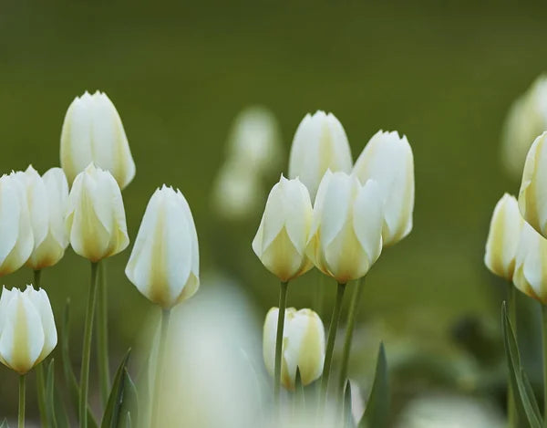 White and Yellow Tulip Flower Seeds for Planting