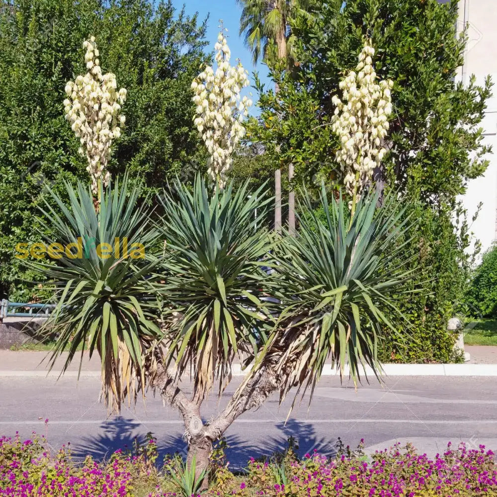 White Yucca Flower Planting Seed For Stunning Desert-Like Blooms In Your Garden Perfect All Seasons