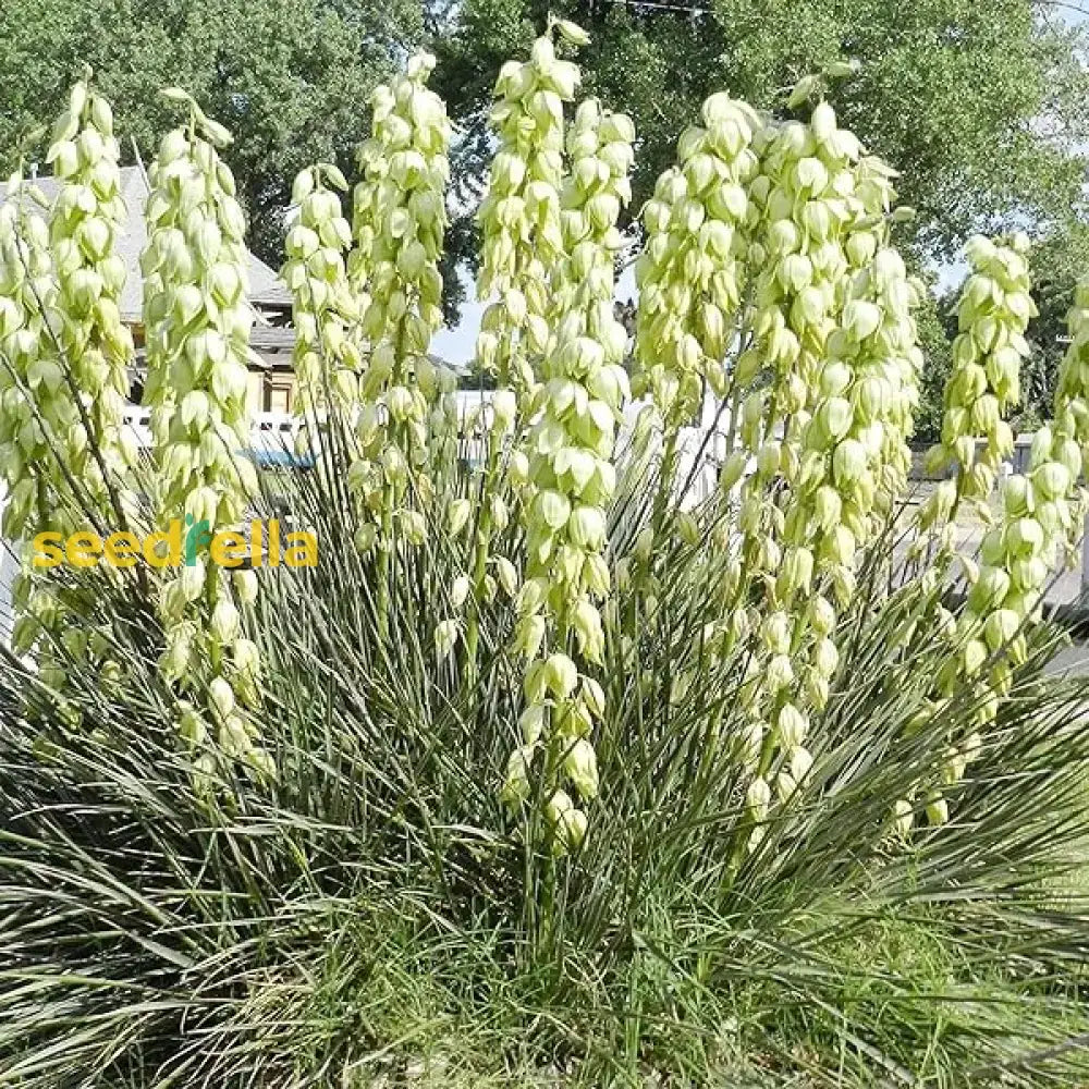 White Yucca Flower Planting Seed For Stunning Desert-Like Blooms In Your Garden Perfect All Seasons