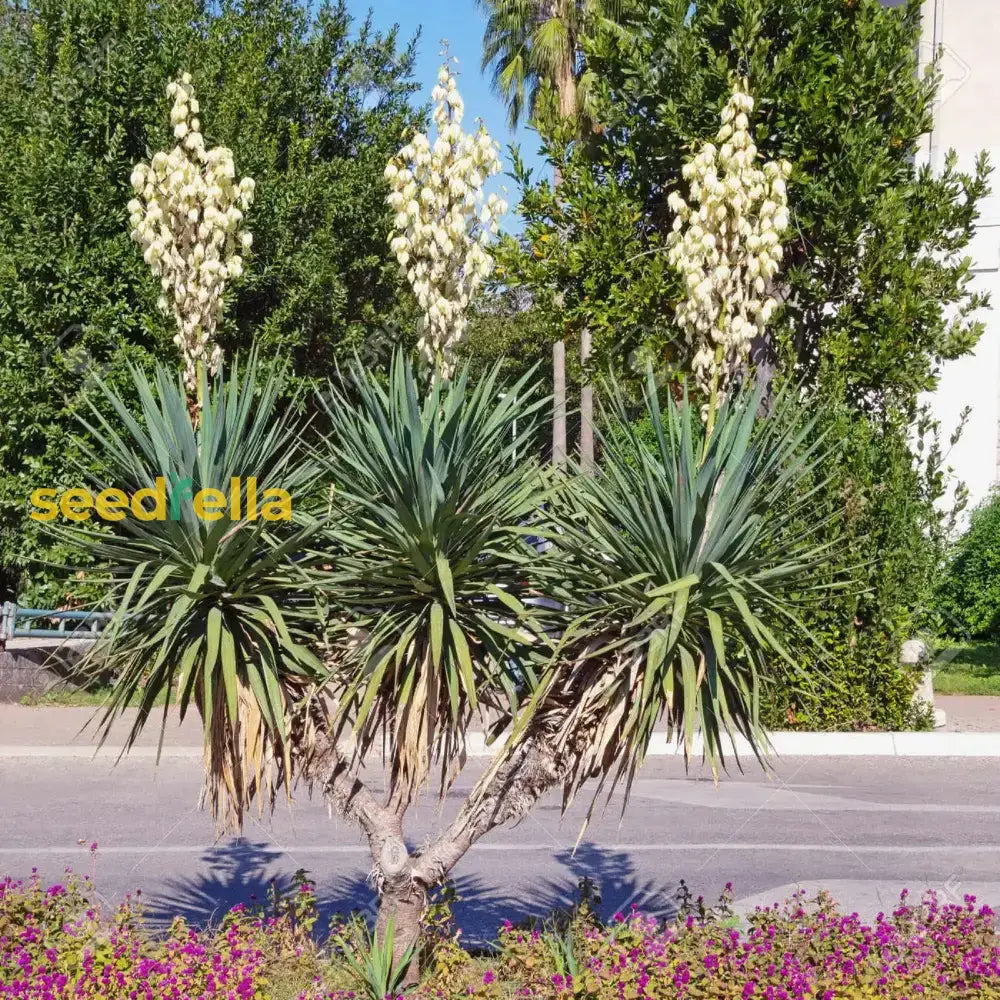 White Yucca Flower Planting Seed For Stunning Desert-Like Blooms In Your Garden Perfect All Seasons