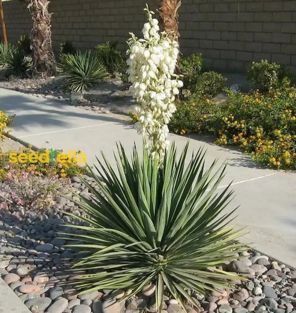 White Yucca Tree Planting Seed  Perfect For Gardens Easy To Grow Ideal Adding Unique Foliage