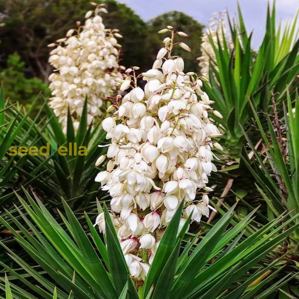 White Yucca Tree Planting Seed  Perfect For Gardens Easy To Grow Ideal Adding Unique Foliage