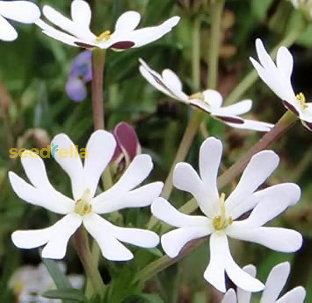 White Zaluzianskya Flower Planting - Seed For Beautiful Blossoms In Your Garden Seeds