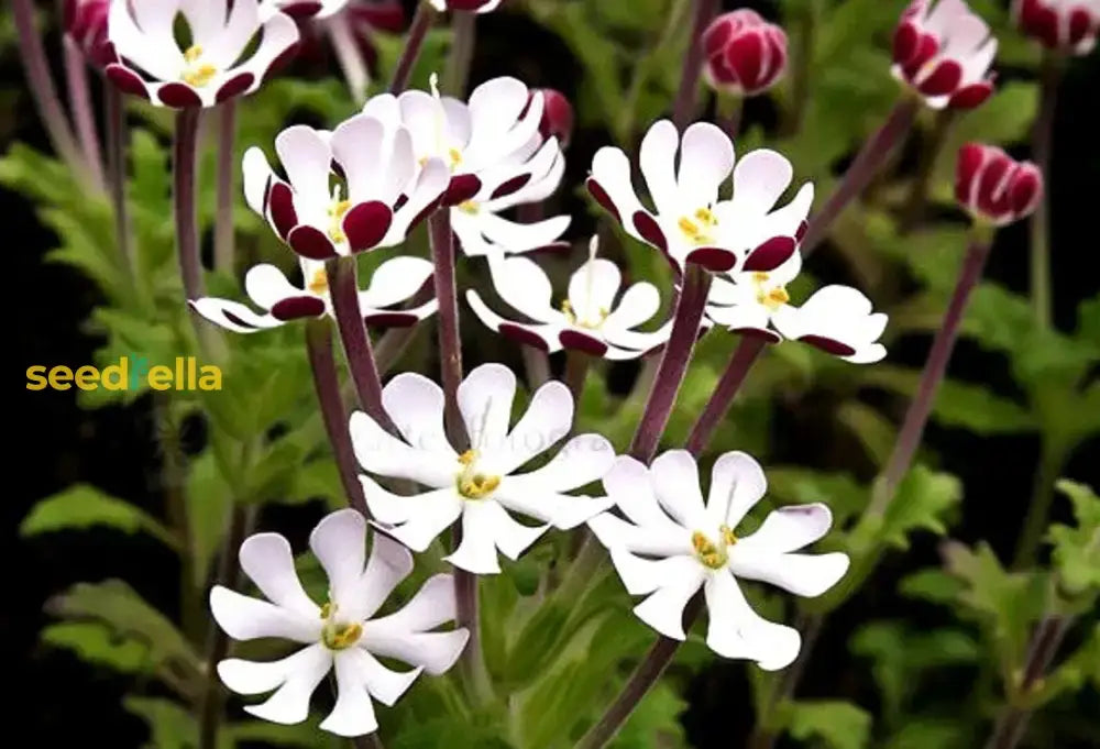 White Zaluzianskya Flower Planting - Seed For Beautiful Blossoms In Your Garden Seeds