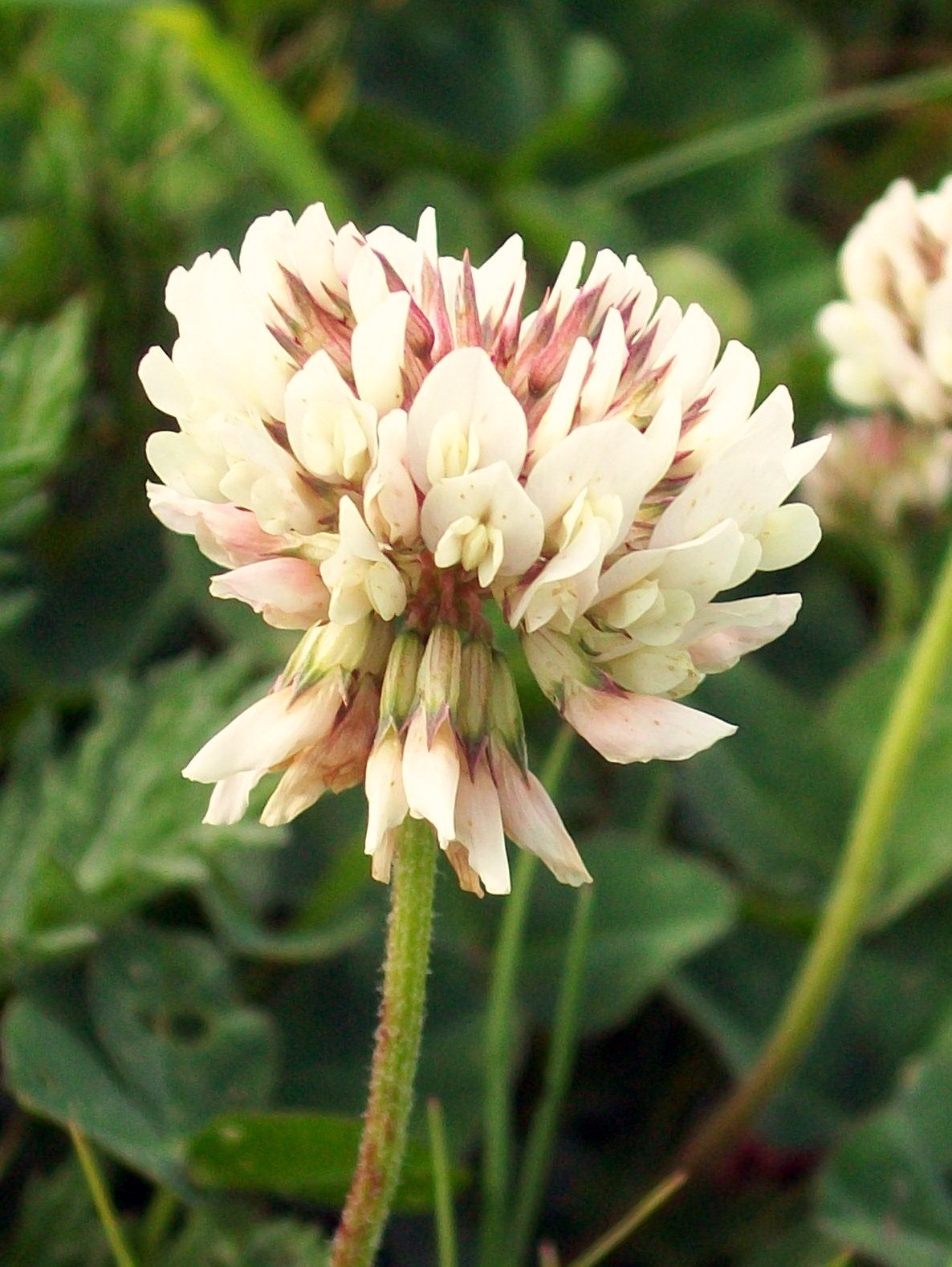 White Trifolium Repens Seeds For Planting - Ideal Creating Beautiful Lawn Alternatives Flower