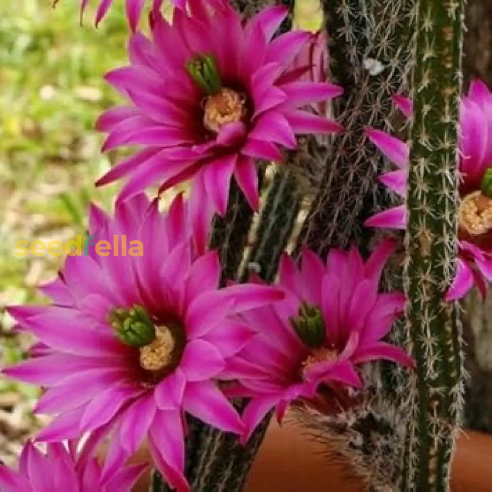 Wilcoxia Poselgeri Seed For Planting  Flourishing And Lush Greenery In Your Garden Flower Seeds