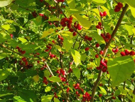 Wild Allspice Seeds – Spicebush Native Shrub with Red Berries