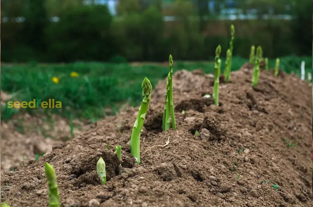 Wild Asparagus Planting Seeds For Lush Growth And Culinary Delights - Seed Garden Enthusiasts