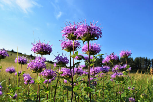 Wild Bergamot Monarda Fistulosa Non-GMO Seeds for Planting