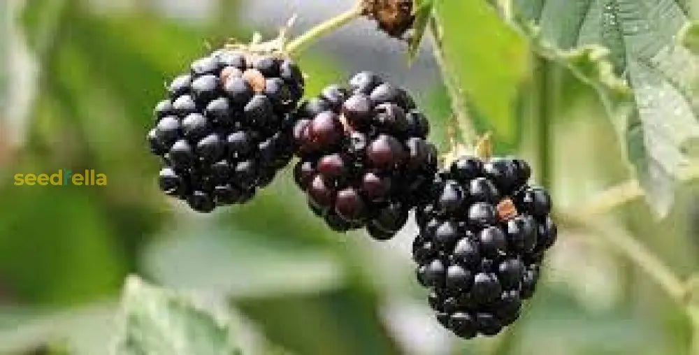 Wild Berry Fruit Planting - Seed For Sweet Harvests And Flavorful Garden Delights