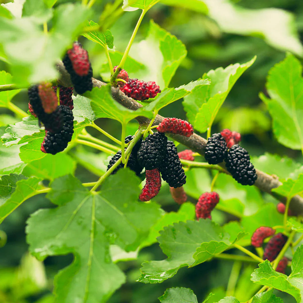 Wild berry plants growing from non-GMO seeds
