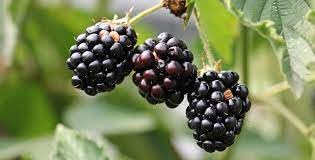 Wild berry seeds for planting in home gardens