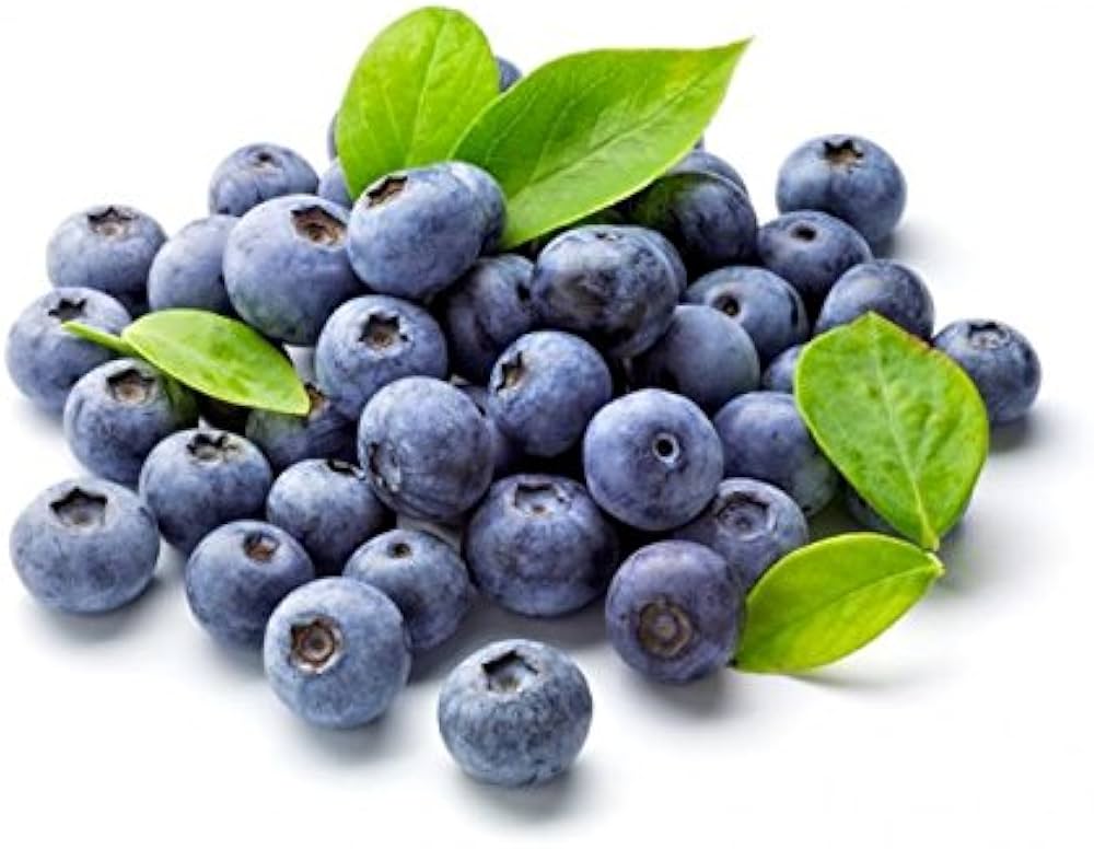 Low-growing wild blueberry patch