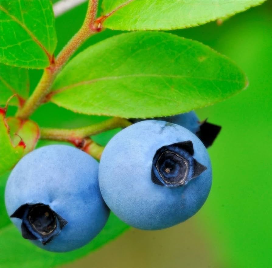 Wild Blueberry seeds for planting