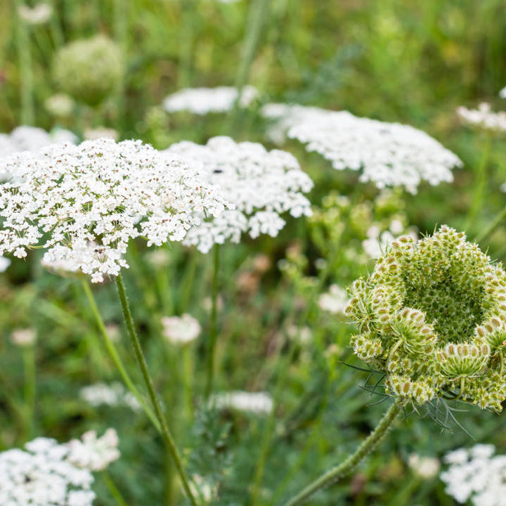 Bees and Butterflies on Zanahoria Silvestre Flowers