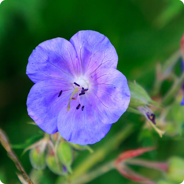 Wild Cranesbill seeds Geranium pratense purple meadow flowers