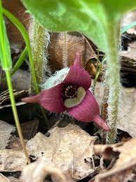 Heart-Shaped Green Leaves of Wild Ginger Plant