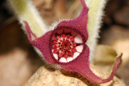 Wild Ginger Asarum Canadense Non-GMO Seeds for Planting