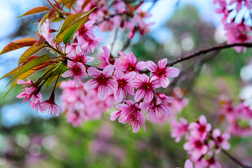 Ornamental Himalayan Cherry Tree growing in a garden