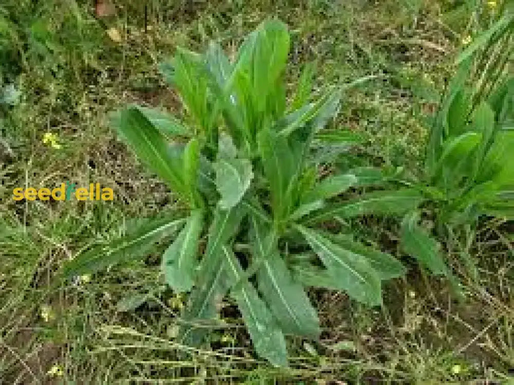 Wild Lettuce Plant Seeds For Growing  Seed A Nutritious Addition To Your Garden Seeds