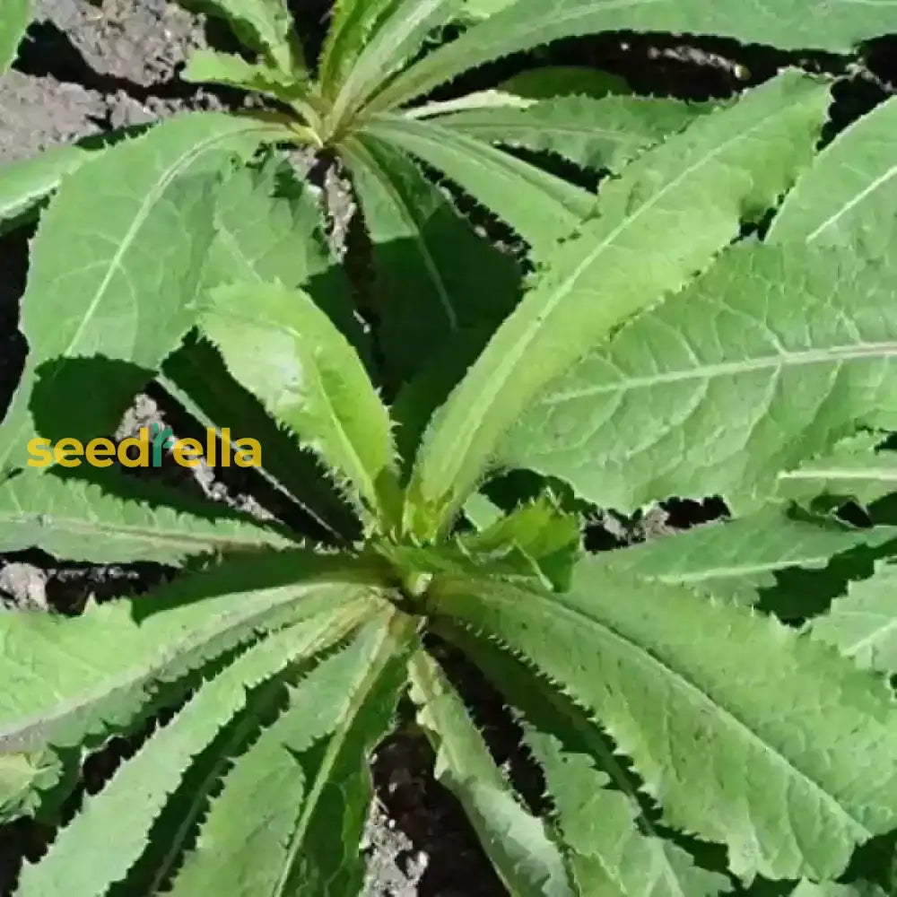 Wild Lettuce Plant Seeds For Growing  Seed A Nutritious Addition To Your Garden Seeds