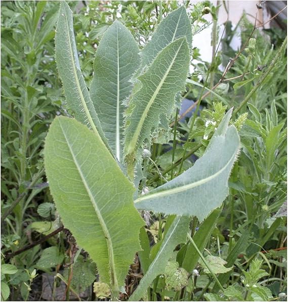 Wild lettuce Lactuca virosa seeds for planting