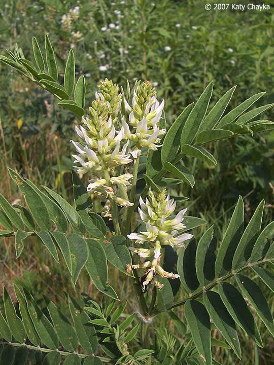 American Licorice growing in native prairie or garden setting