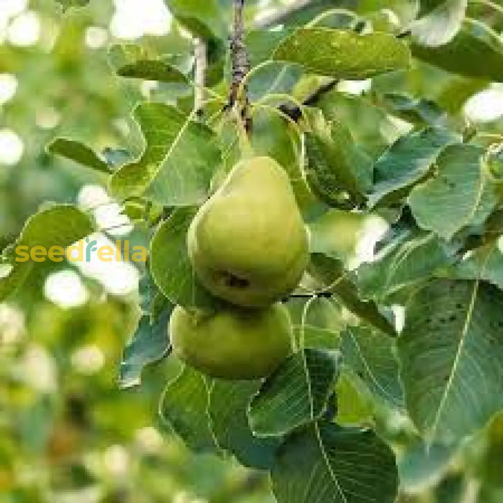 Pear Tree Seeds - Wild Variety for Easy Planting