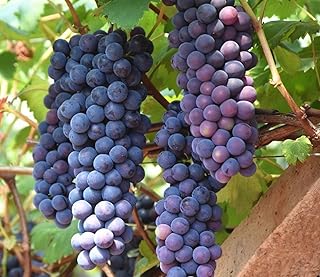 Small purple Riverbank Grapes in cluster