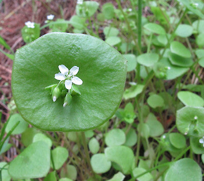 Wild Spinach Miner’s Lettuce plants growing in garden