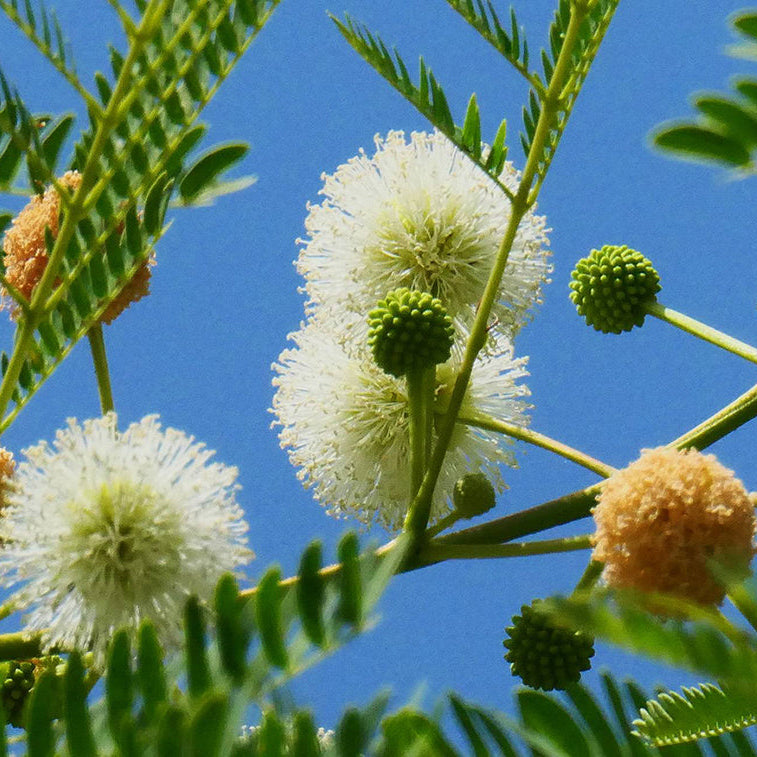 Young Leucaena Leucocephala seedlings emerging from soil