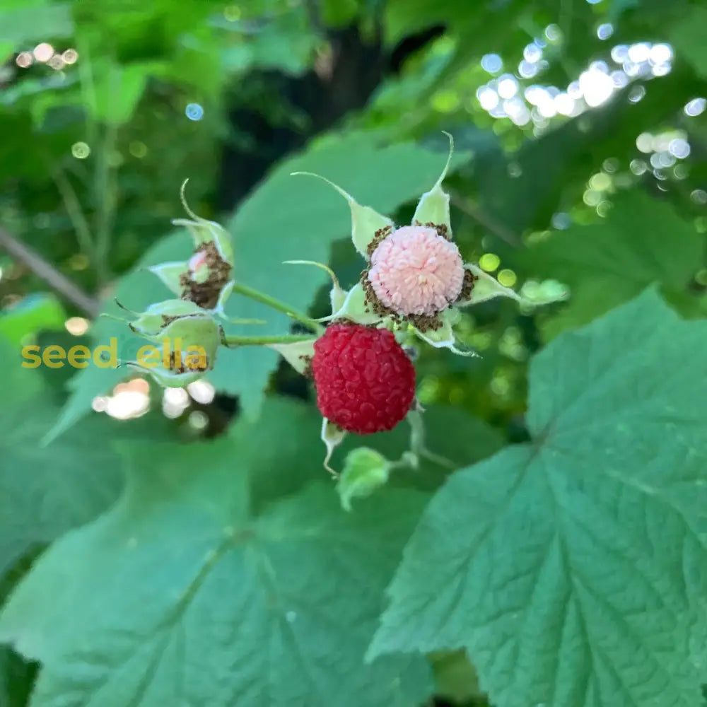 Wild Thimbleberry Plant Seeds for Easy Growing