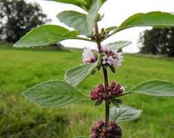 White Wood Mint plant with white flowers in bloom