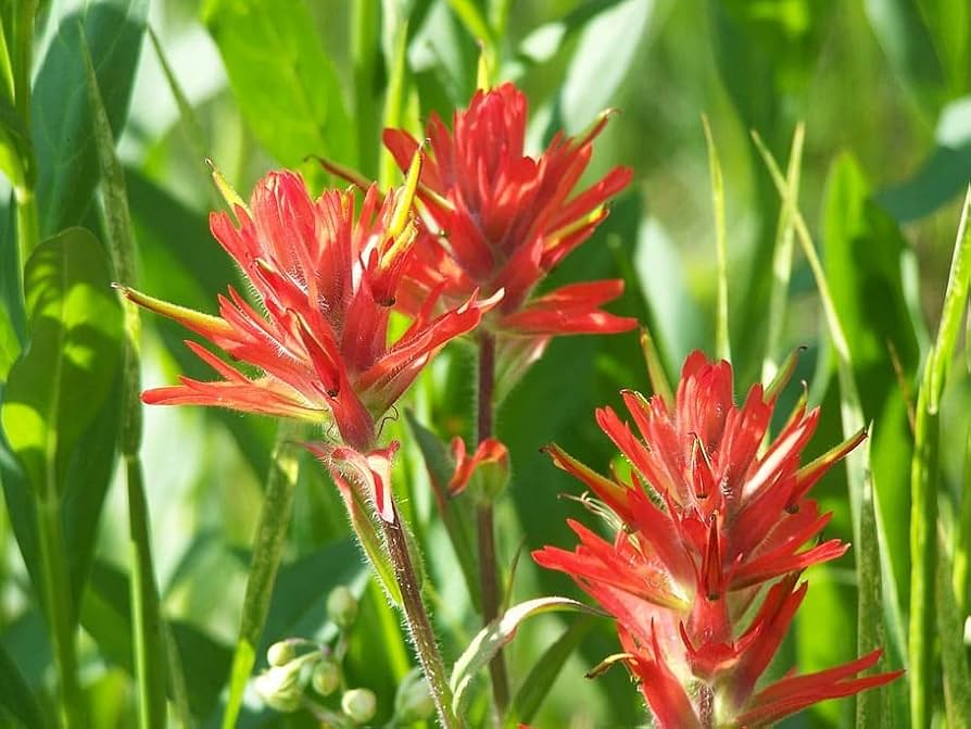 Wildflower Castilleja Miniata Seeds