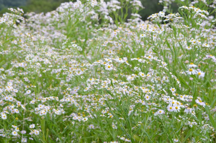 Boltonia Flowers in Wildflower Garden