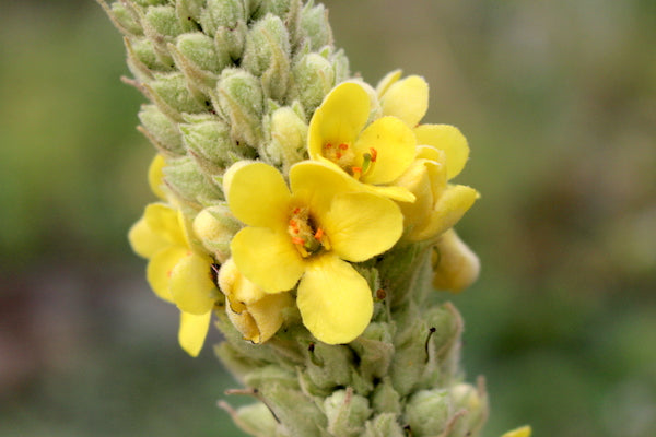 Yellow Woolly Mullein in Wildflower Garden