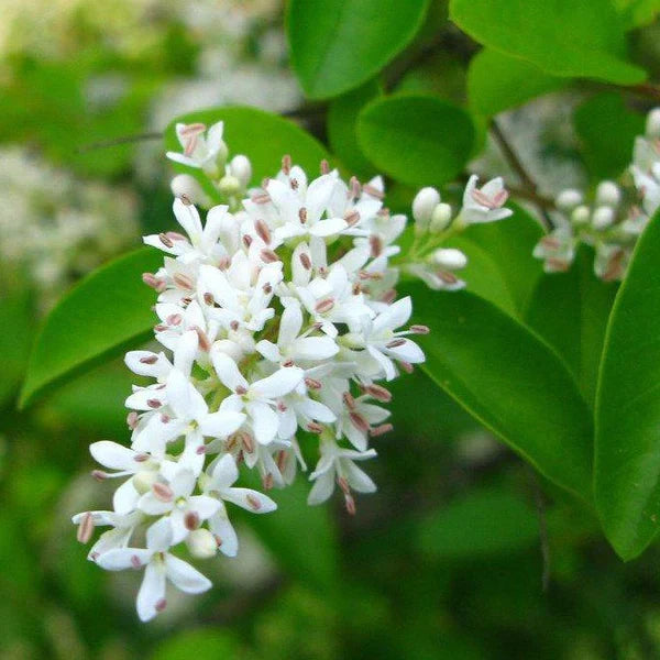 White Ligustrum Flower seeds for Planting - Fragrant Blossoms, Heirloom & GMO Free Seeds for Home Garden
 
 Sale seeds for planting in home garden