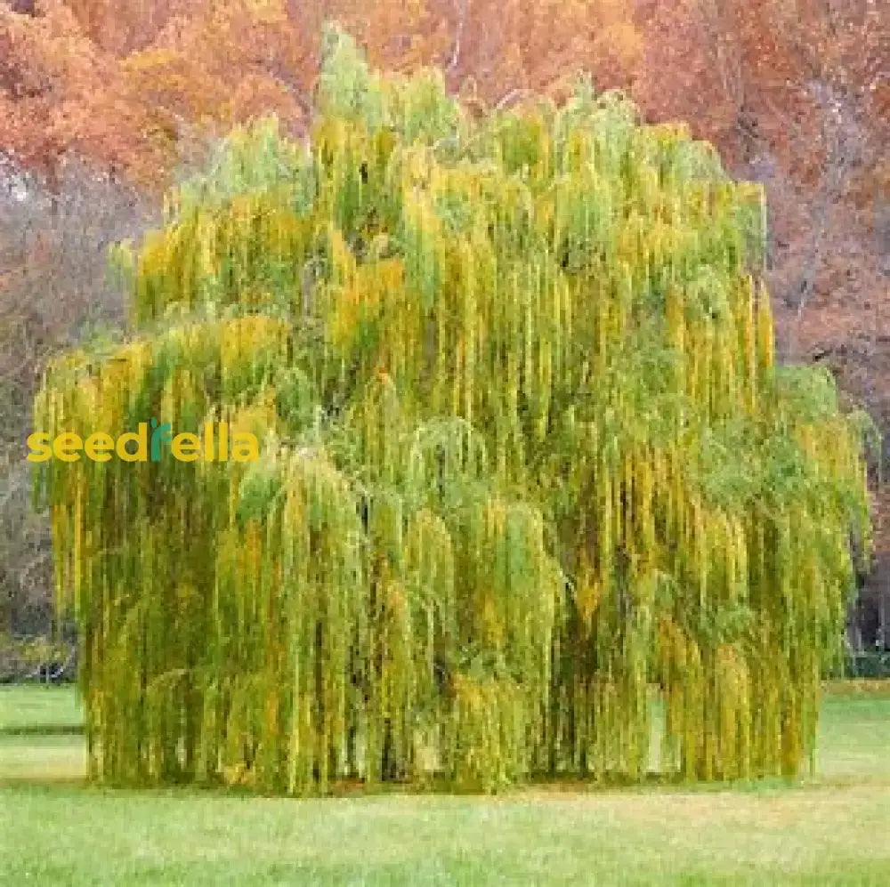 Willow Tree Seeds For Easy Planting