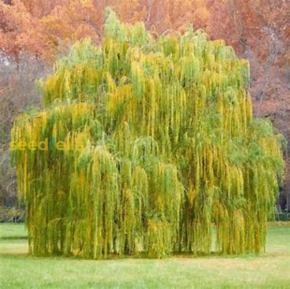 Willow Tree Seeds For Easy Planting