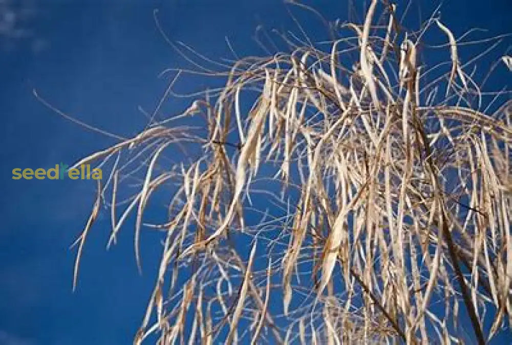 Willow Tree Seeds For Easy Planting