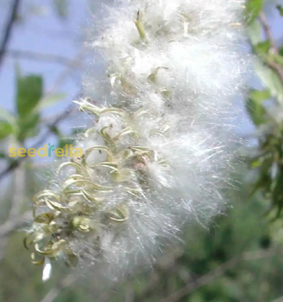 Willow Tree Seeds For Planting - Elegant Shade Provider Perfect Landscapes And Gardens