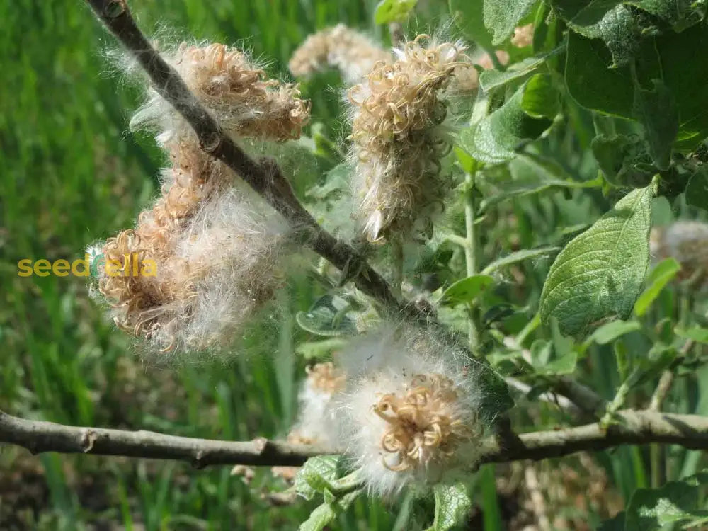 Willow Tree Seeds For Planting - Elegant Shade Provider Perfect Landscapes And Gardens