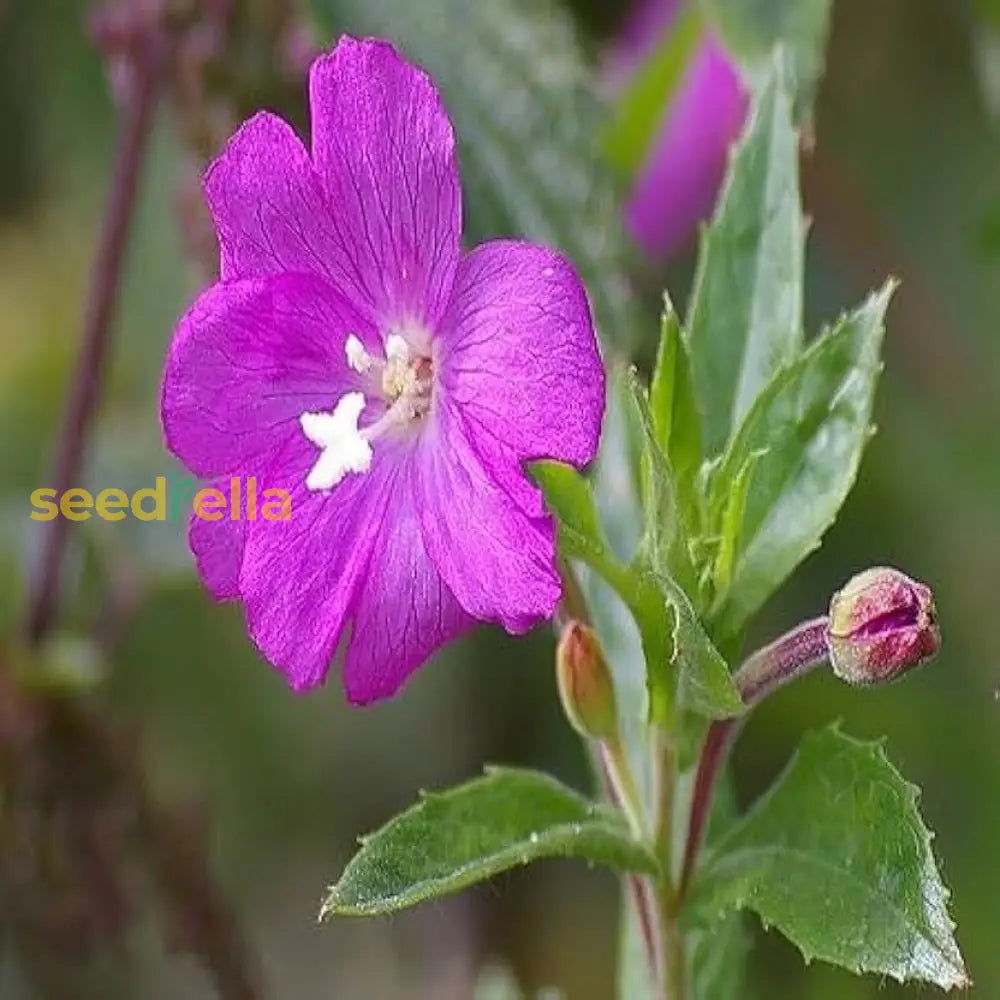 Willowherb Flower Seeds For Vibrant Garden Spaces - Seed Natural Beauty