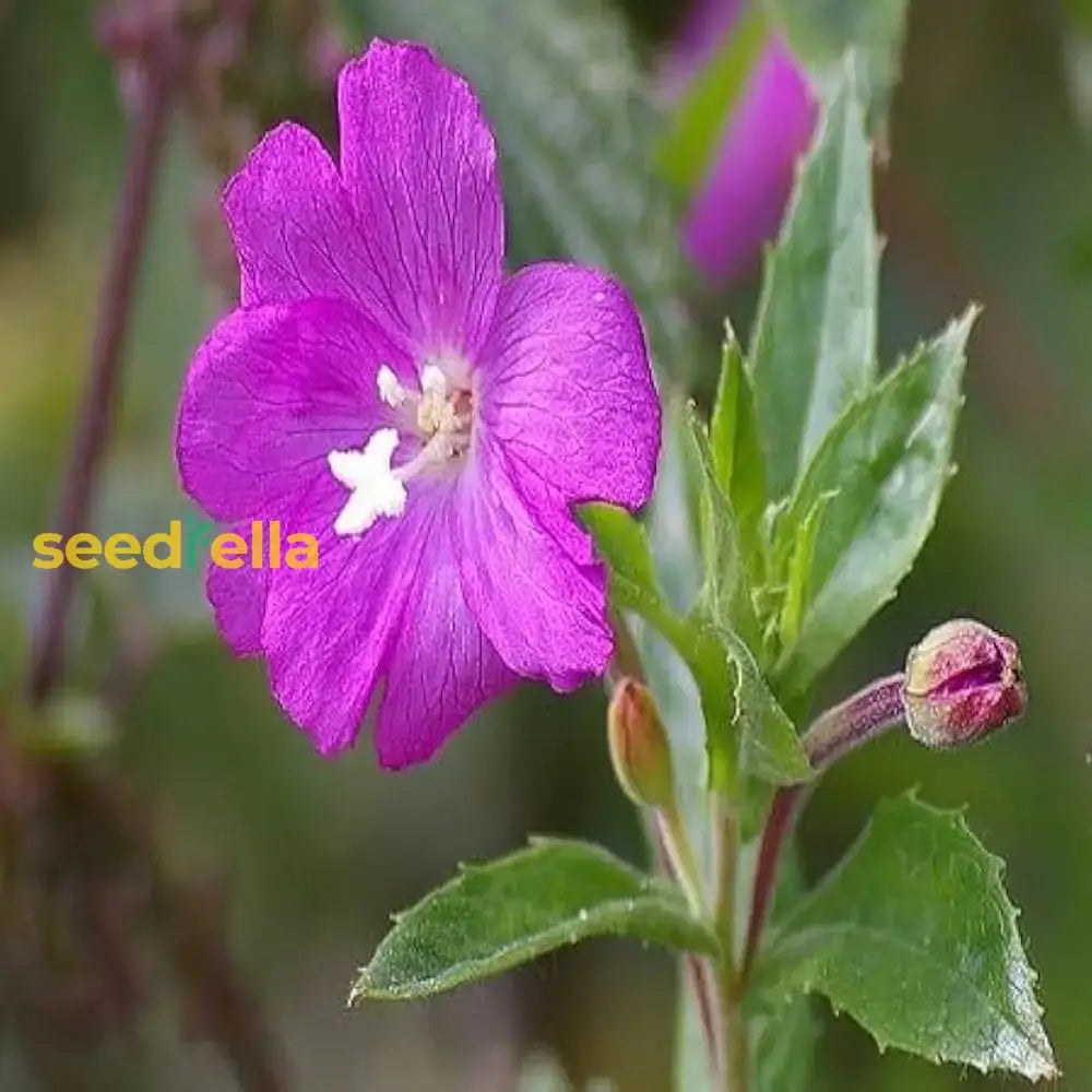 Willowherb Flower Seeds For Vibrant Garden Spaces - Seed Natural Beauty