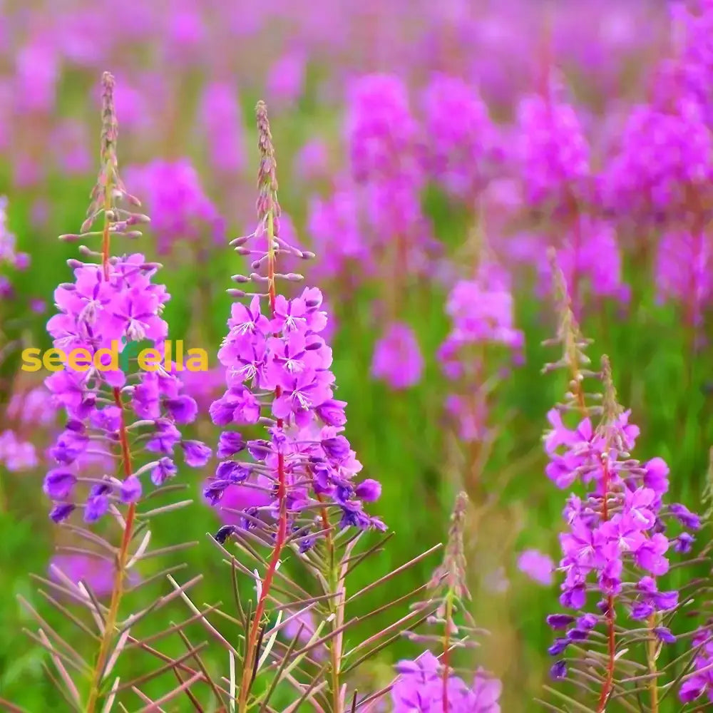 Willowherb Flower Seeds For Vibrant Garden Spaces - Seed Natural Beauty