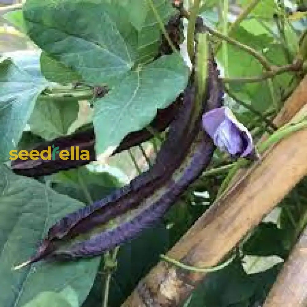 Winged Bean Planting Vegetable Seeds  Seed For High-Yielding Seeds