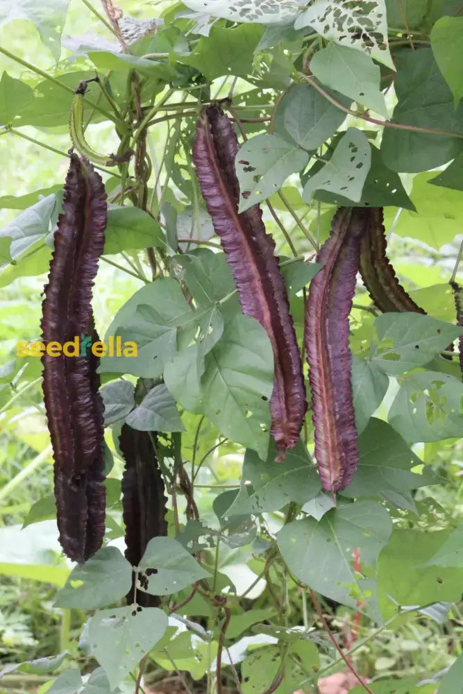 Winged Bean Planting Vegetable Seeds  Seed For High-Yielding Seeds