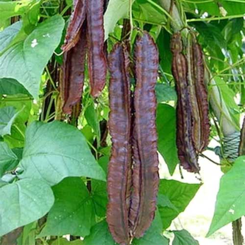 Winged bean seeds for planting